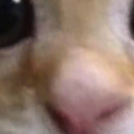 @IAmCorgi7