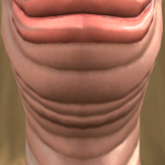 @yoyoscrrrlilscrr