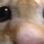 @ELECTHRAA