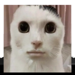 @CalusitDou