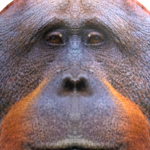 @animegodisamama