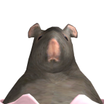 PrincessRat