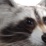 @arwvff
