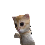 @AwzzAsuu