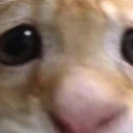 @ItzSeaDragonKnight