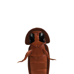 Potato