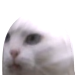 @cat_fatface