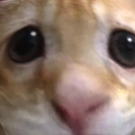 @boboQ8