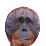 @pepet1br