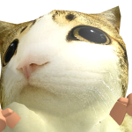@ktttycat7062