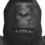 monkey
