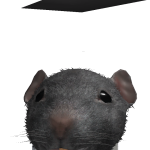 @connoreue13