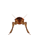 @barlasagaroblox