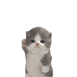 @michucatreygatuno11