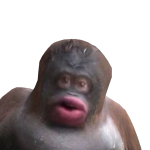 @kibokii