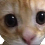 @CheetahM2015