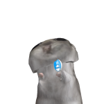 xomik