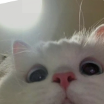 @Lemonycupcakegamer