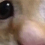 @GALAXYCHICKENFTW