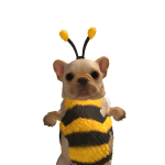 @anchobs22