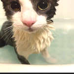 @imamkittycat