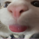 @avshhxalt