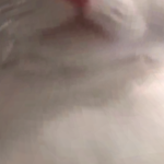 @StealthyZek