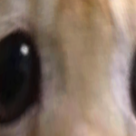 @CloudWolf39