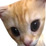 @catuni12436