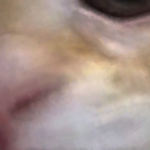 @athyralis