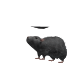 @UN52537726