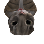 @R3alWyldstyl3