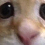 @Gamercandy1898