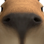 Piper