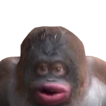 Rai