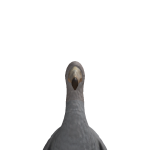 @rd22q