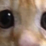 @love_Animals333
