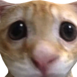 @Catdragon104331