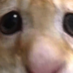 @nickwario1