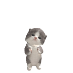 @Cat_30z
