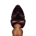 @Savagewolf1385