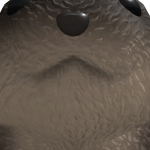 @qelestial