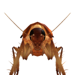 popza20090 Roblox avatar