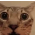 @DogeDev12