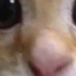 P0t4to_poTAtoh