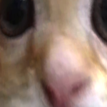 @Chenzot