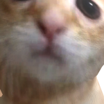 @ariaaaaaae