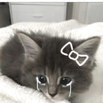 @irlkittygf