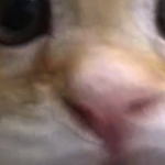 @EXPL1SIT