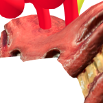 @ShubaPonCR